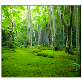 ikon hutan hidup wallpaper