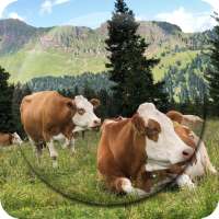 Cow Wallpapers on 9Apps