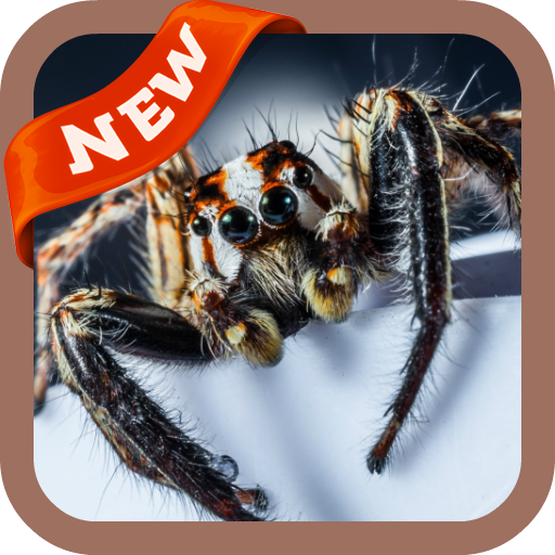 Spider Wallpaper icon