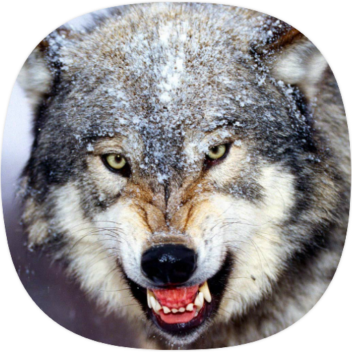 Wolf Ringtones أيقونة