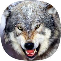 Wolf Ringtones on 9Apps