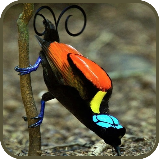 Paradise birds of Papua wallpaper icon