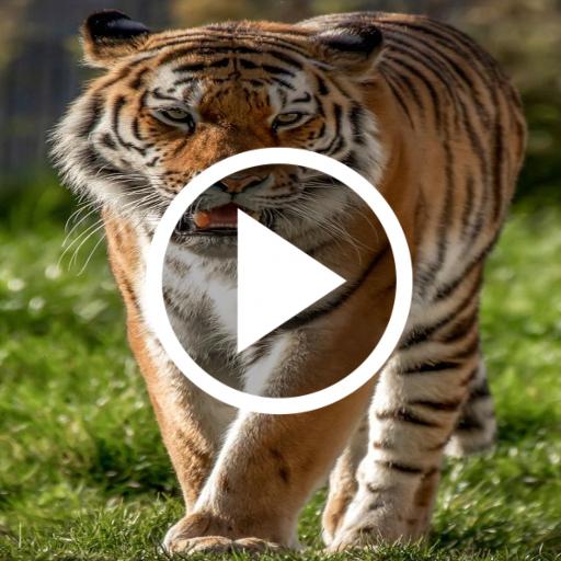 Tiger Video Live Wallpaper icon