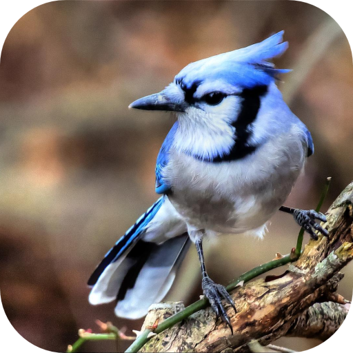 Blue Jay. Birds Wallpapers icon
