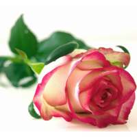 любовные смс on 9Apps