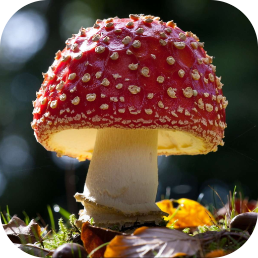 Mushrooms. Hot Wallpapers icon