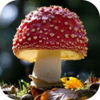 Mushrooms. Hot Wallpapers