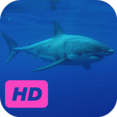 Dangerous Shark Video Live Wallpaper icon