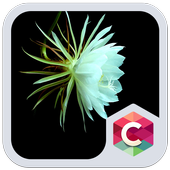 White Flower Theme icon
