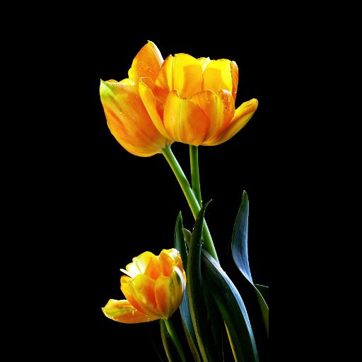 HD Flowers Live Wallpaper icon