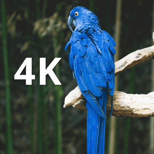 Jungle background icon