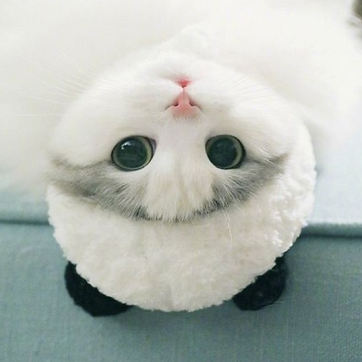 Cute Cat Wallpaper HD icon