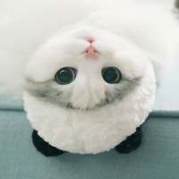 Cute Cat Wallpaper HD