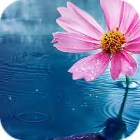 AppLock Theme Flower on 9Apps