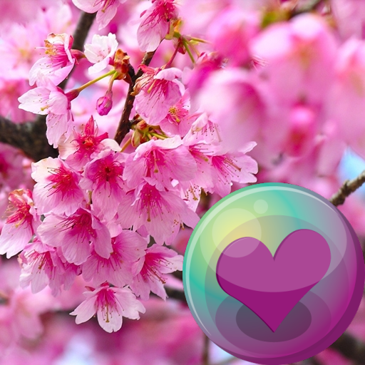 Sakura Cherry Blossoms HD Wall icon