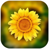 3D Photo Gallery-Photo Manager-Photo Video Gallery أيقونة