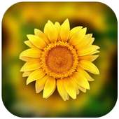 3D Photo Gallery-Photo Manager-Photo Video Gallery on 9Apps