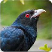 Asian Koel Bird Sounds on 9Apps