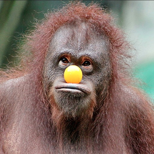 Funny Videos 2018 - Entertainment icon