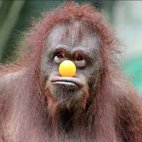 Funny Videos 2018 - Entertainment