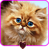 Fluffy Cat icon