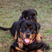 Rottweilers Dogs Funs Jigsaw Puzzle icon