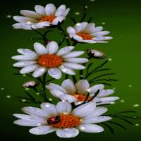 White Flowers Beauty LWP