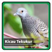 Kicau Suara Burung Tekukur