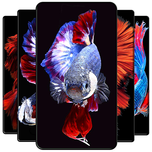 Betta Fish Wallpapers icon