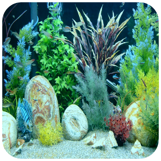 Real Aquarium Wallpaper иконка