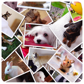 Collage &amp; Stiker Photo أيقونة