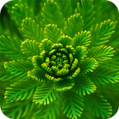 Macro Wallpapers icon