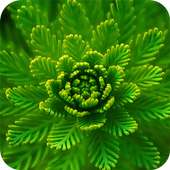 Macro Wallpapers on 9Apps