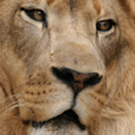 Grandes Felinos al Rescate icon