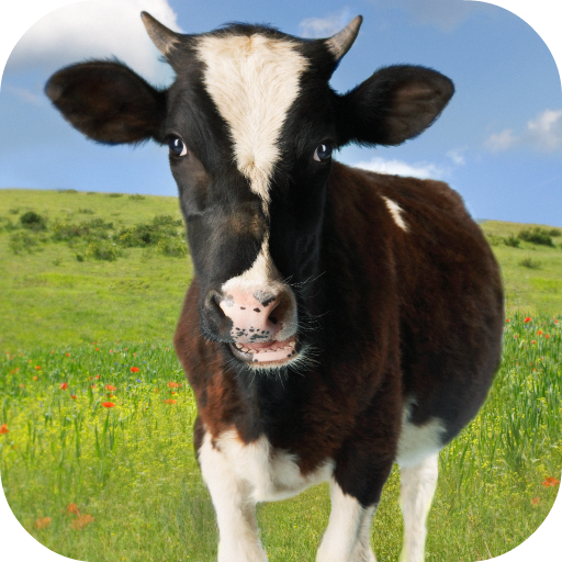 Cow Sounds icon