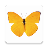 زخرف اسمك بالفراشات أيقونة