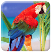 Live Bird Wallpaper icon