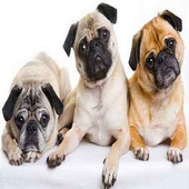 Cute dog أيقونة