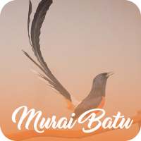 Masteran Murai Batu Offline on 9Apps