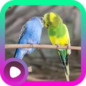 Suara Burung Parkit on 9Apps