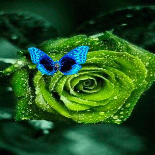 Green Rose Butterfly LWP icon
