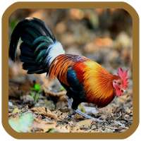 เสียงไก่ป่าต่อ ไก่ป่าขัน on 9Apps