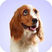 Dog Whining Sounds on 9Apps