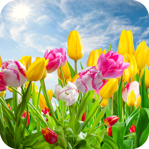 Tulips Flower HD Wallpaper icon