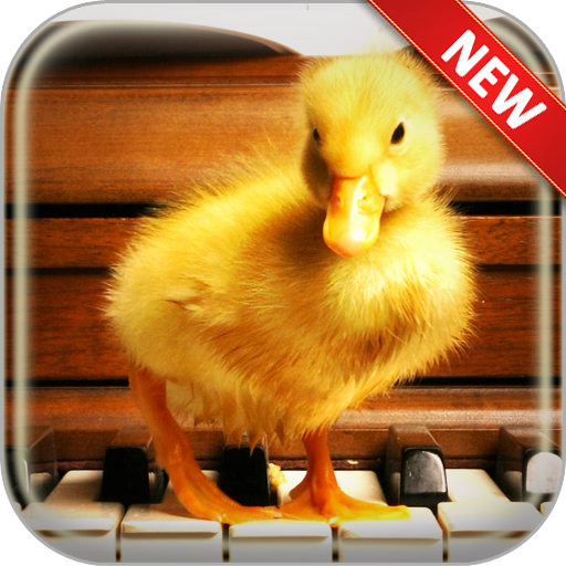 Duck Wallpapers icon