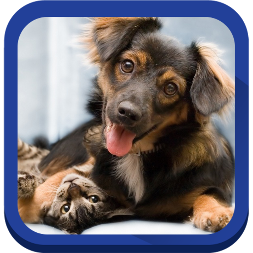 Cat And Dog Wallpapers icon