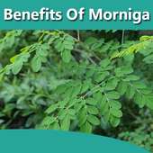 Health Benefits Of Moringa