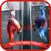 Betta Fish Fighting Game Wallpaper icon