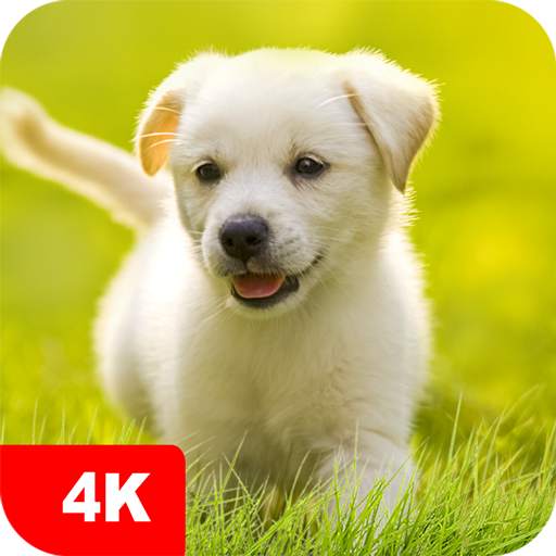 Puppy Wallpapers 4K