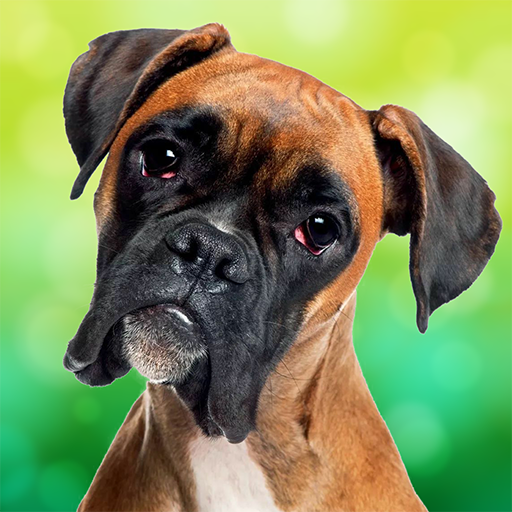 ボクサー犬シミュレーター icon